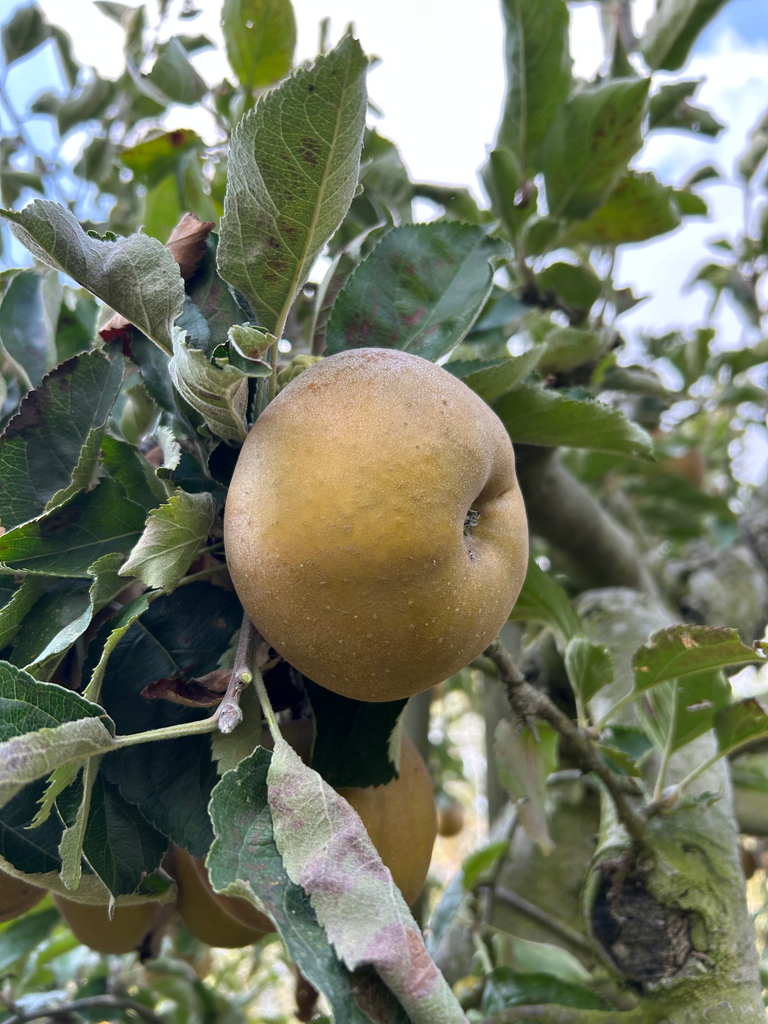Pomme Reinette Grise du Canada