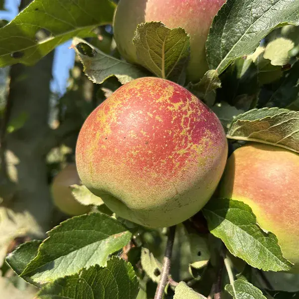 Pomme Karmijn (Karmine)