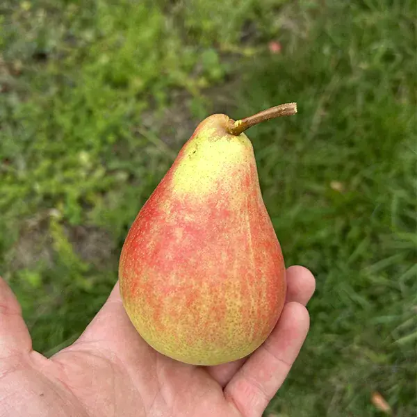 Poire Beurré Morettini