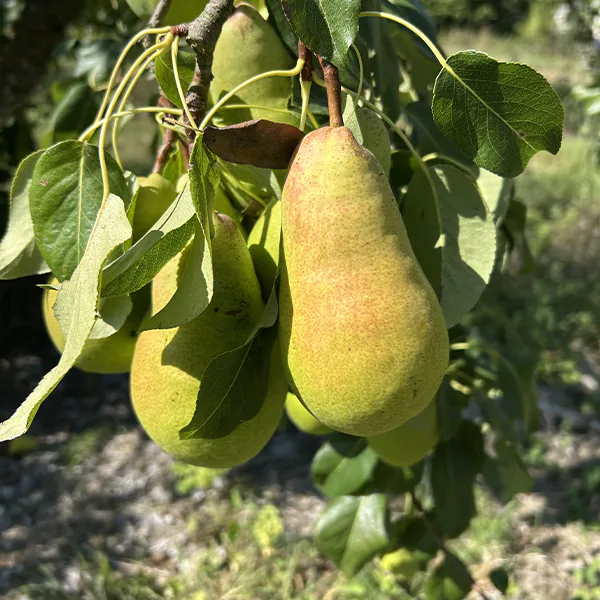 Poire Beurré Lebrun