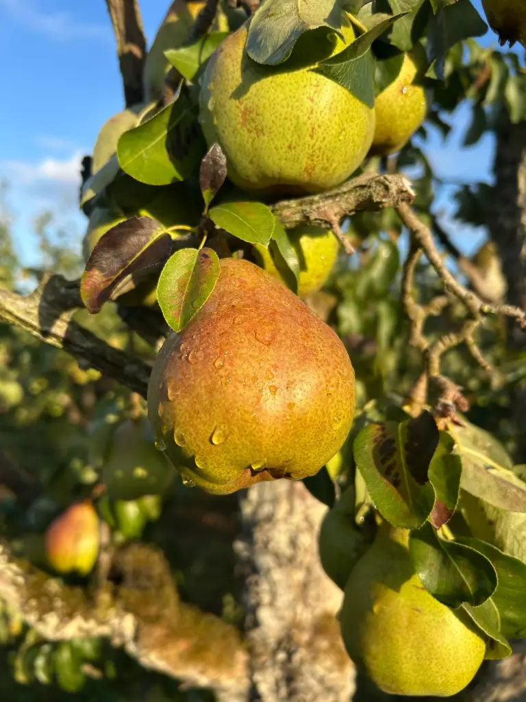 Poire Comice