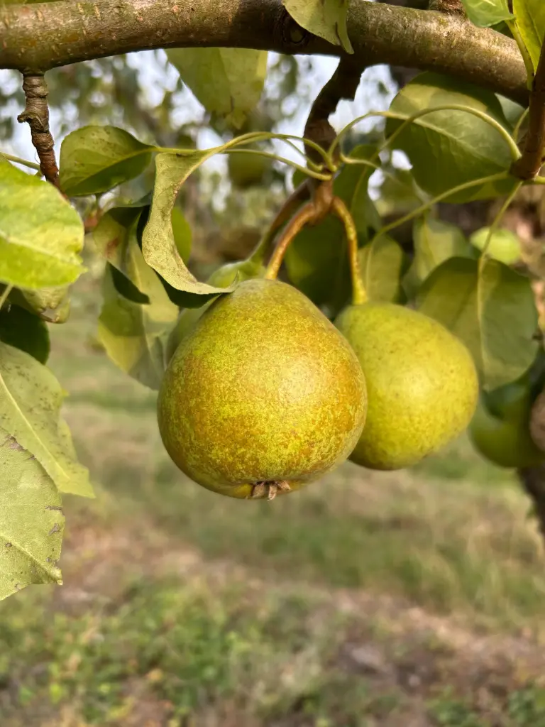 Poire Eugène Thiriot