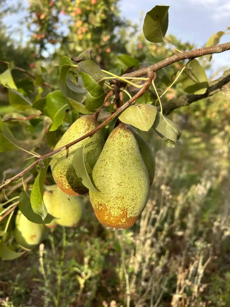 Poire Comtesse de Paris