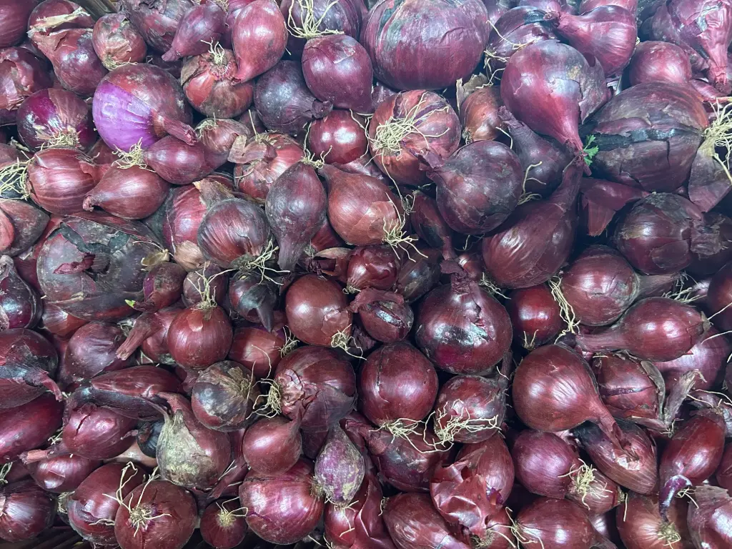 Oignon rouge