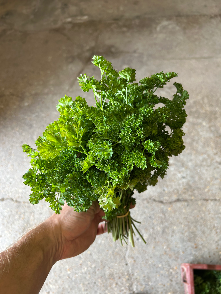 Bouquet de persil frisé