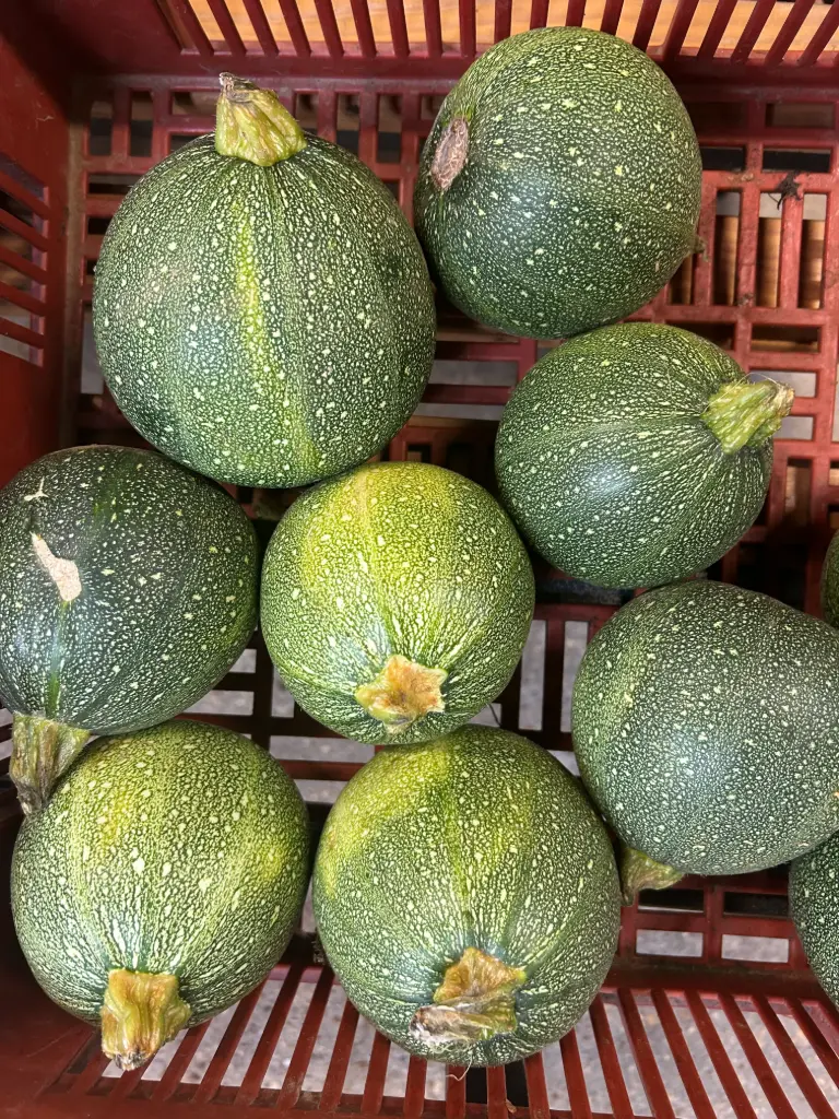 Courgettes rondes
