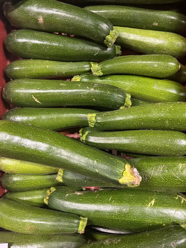 Courgette verte