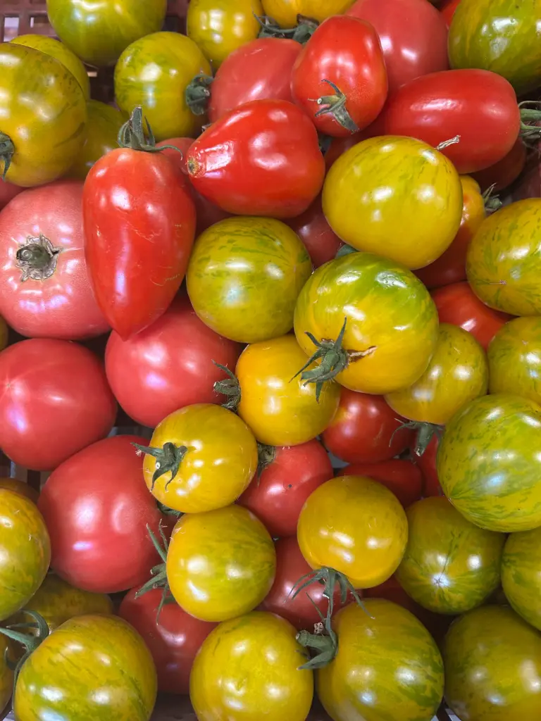 Tomates anciennes