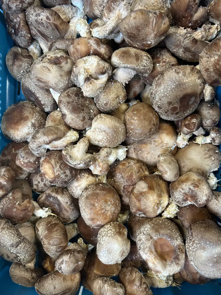 Shiitaké