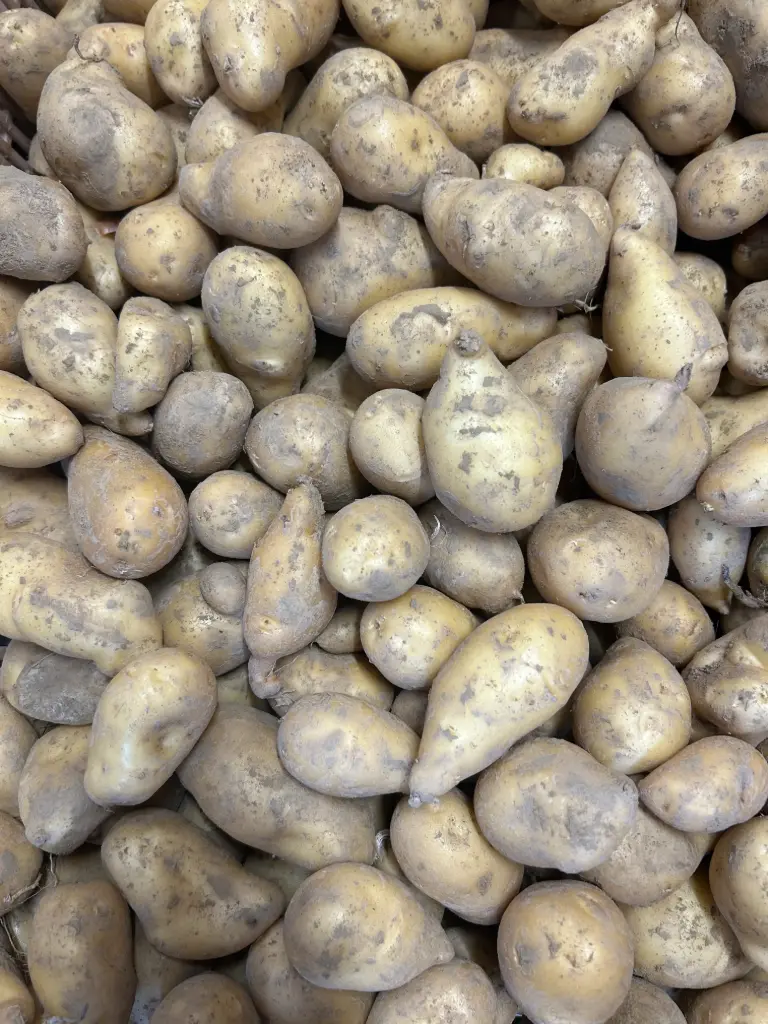 Pomme de terre Belle de Fontenay (chair ferme) 