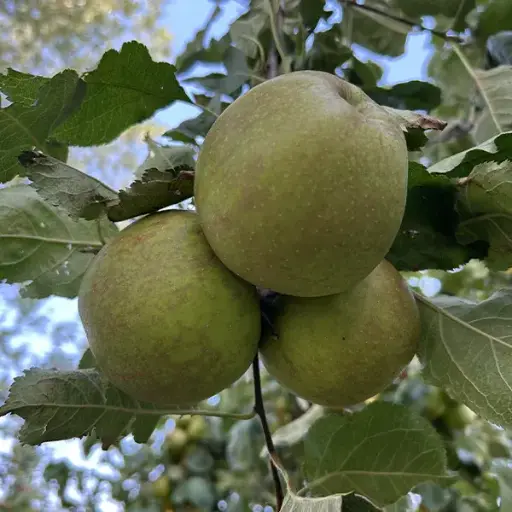 Pomme Belle de Boskoop