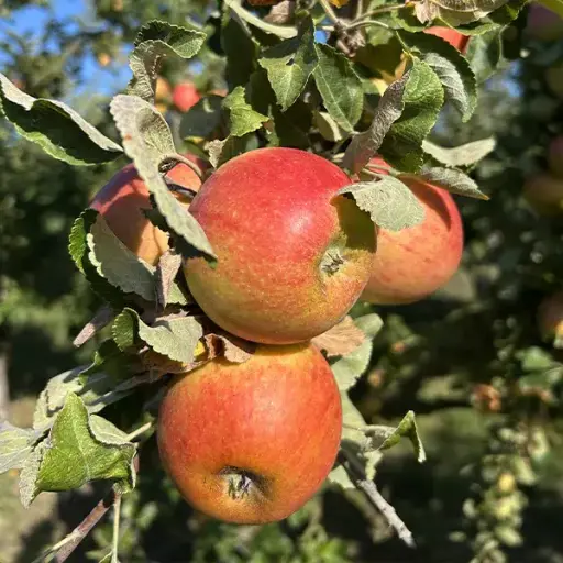 Pomme Alkmène