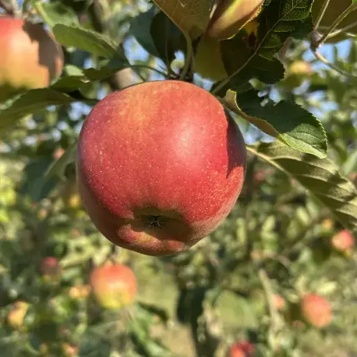 Pomme Melrose