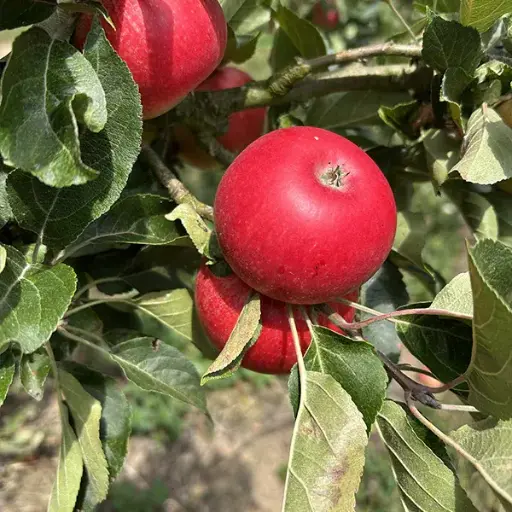 Pomme Discovery